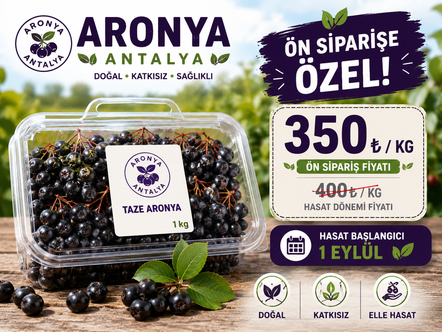 Taze Aronya Meyvesi (3 Kg)